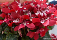 Dit is de SuperSerie Djix. Ze proberen hiermee de samenwerking te zoeken van jonge planten telers- telers en de retailer. Dit is dan ook écht hun exclusieve soort van de cyclamen.